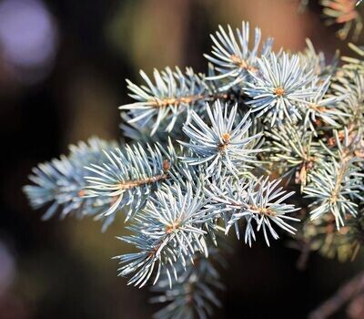 Planta de Abeto Blanco, Abies Alba. En cepellon