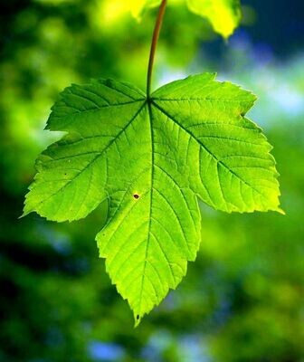 Planta ACER Pseudoplatanus. Sicómoro. Soporta heladas