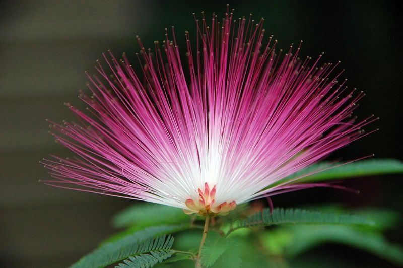 Planta de Albizia Julibrissin - Acacia