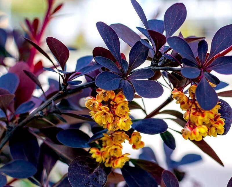 Planta de Agracejo Japones Rojo Berberis Thunbergii Atropurpurea