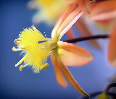 Planta de Bulbine Frutescens. Hierba cubresuelos