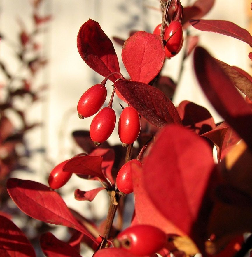 Planta de Agracejo Japones Rojo Berberis Thunbergii Atropurpurea