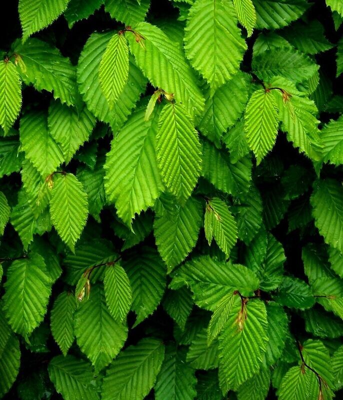 Planta de Carpe para Setos. Carpinus Betulus