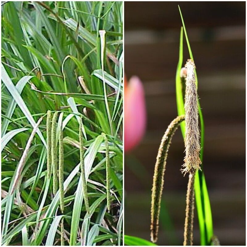 Planta de Carex Pendula. Planta Tapizante.