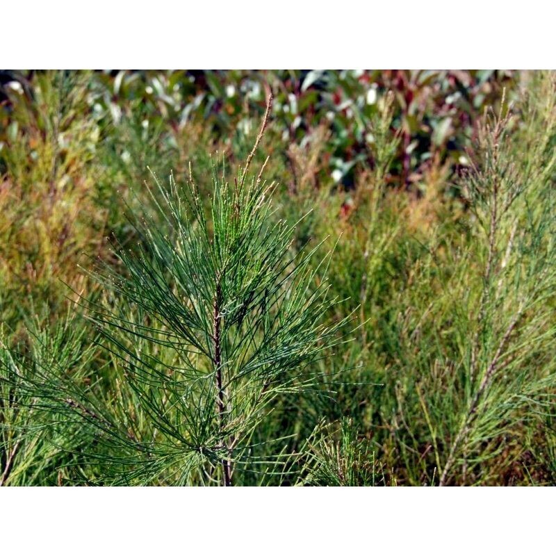 Planta de Casuarina, Cola de Caballo. Equisetifolia