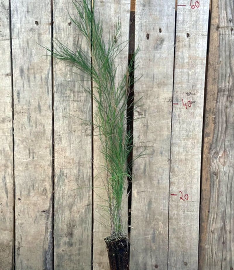 Planta de Casuarina, Cola de Caballo. Equisetifolia