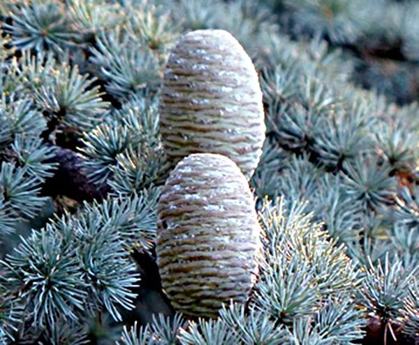 Planta de Cedro del Atlas. Cedrus Atlantica. 15 - 20 cm