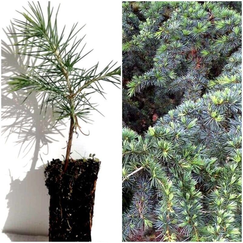 Planta de Cedro del Libano. Cedrus Libani