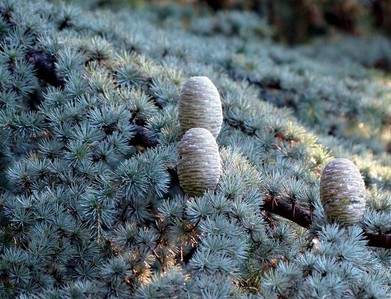 Planta de Cedro del Atlas. Cedrus Atlantica. 15 - 20 cm