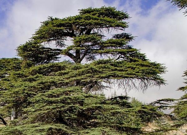Planta de Cedro del Libano. Cedrus Libani