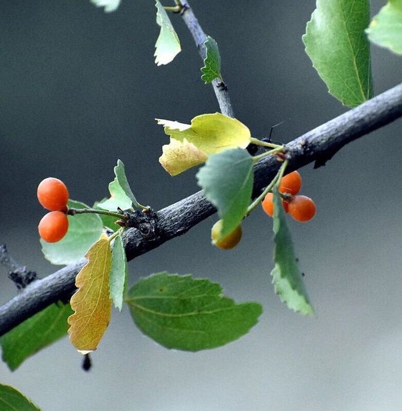 Planta de Celtis Australis - Almez