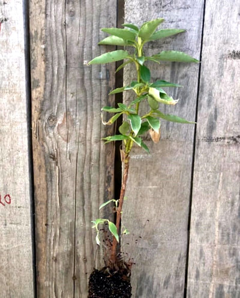 Planta de Cistus Laurifolius - Jara hoja de Laurel