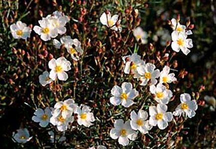 Planta Romero Macho Cistus Clusii. Jaguarzo