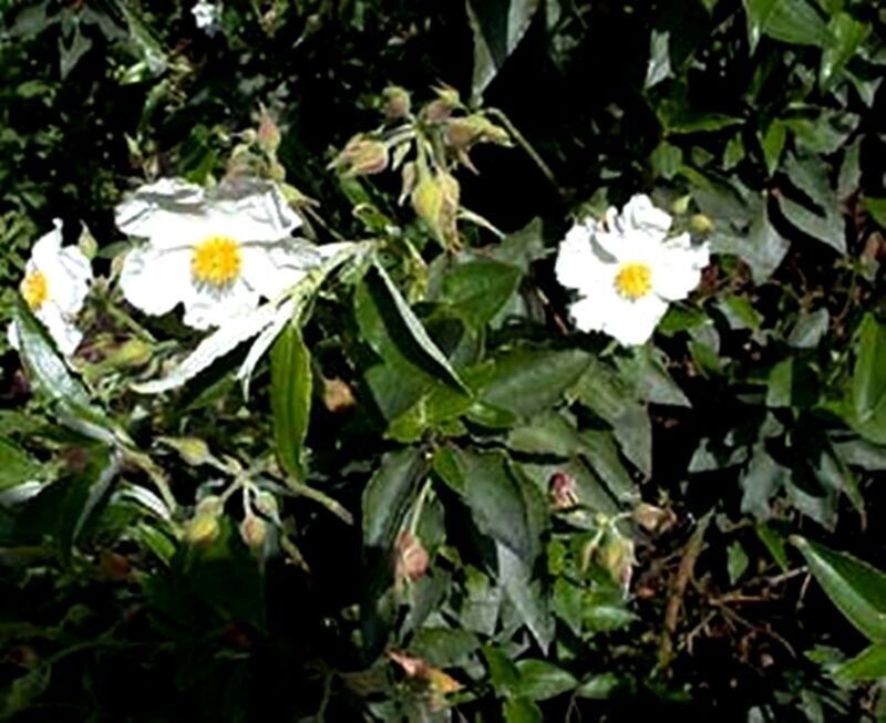 Planta de Cistus Laurifolius - Jara hoja de Laurel