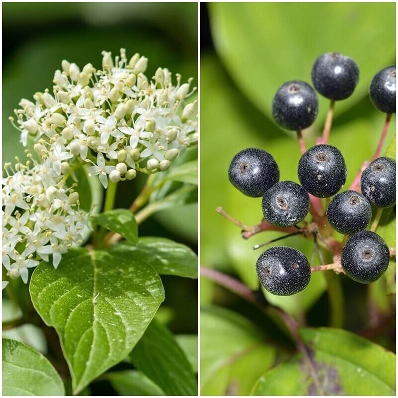 Plantas de Cornejo - Cornus Sanguinea. Para setos