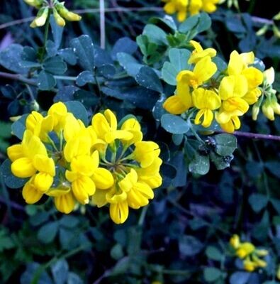 Planta de Coronilla Glauca. Gran floración Amarilla
