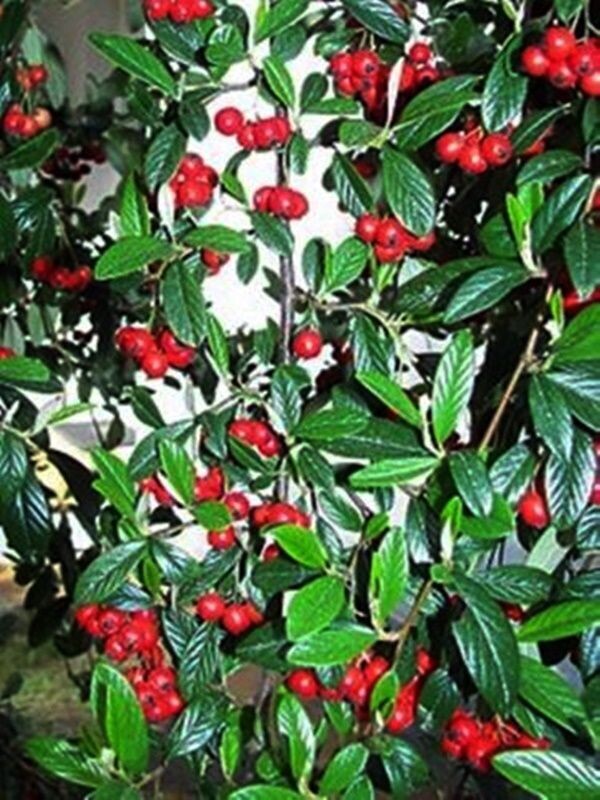 Planta de Cotoneaster Franchetti. 20 - 30 cm