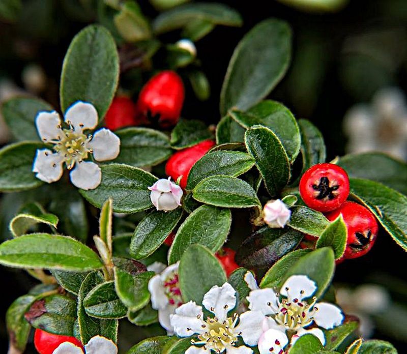 Planta de Cotoneaster Franchetti. 20 - 30 cm