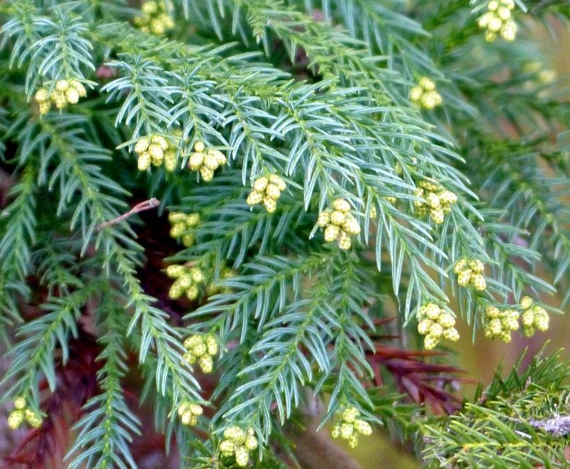 Plantas de Cedro Japones. Cryptomeria Japonica