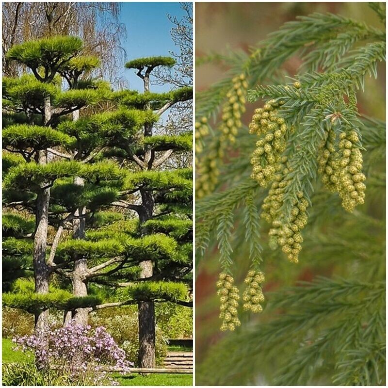 Plantas de Cedro Japones. Cryptomeria Japonica