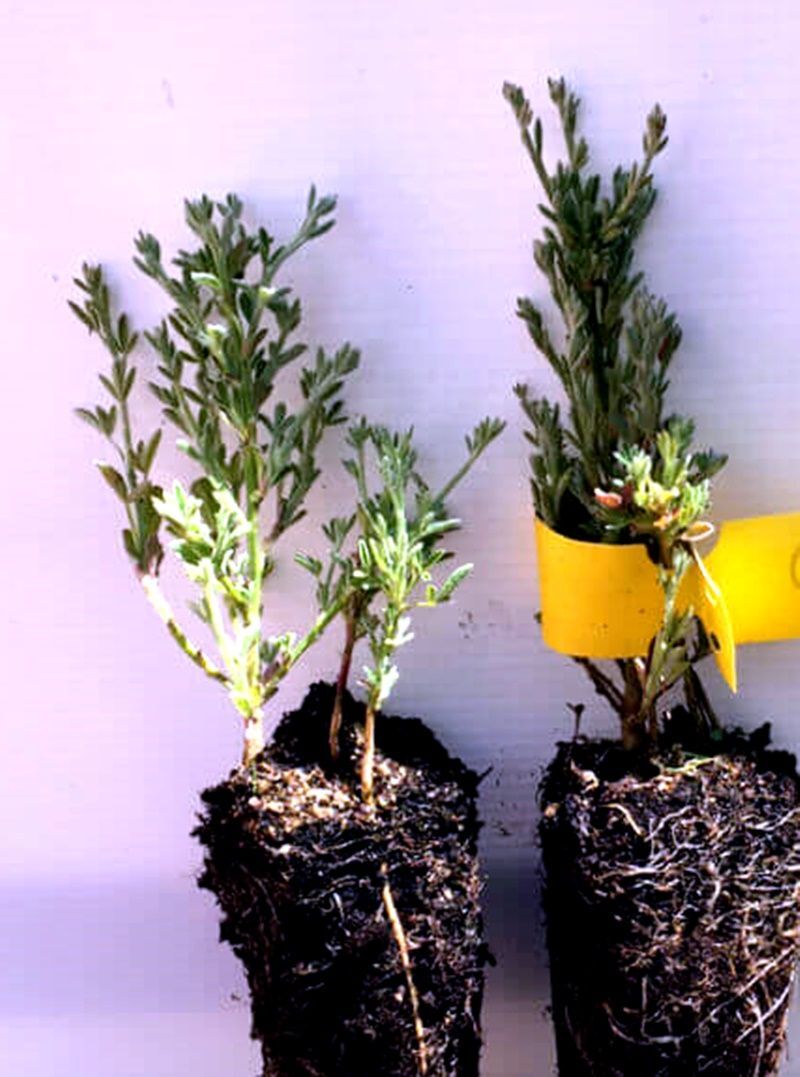 Planta de Escoba Blanca. Cytisus Albus. Ornamental