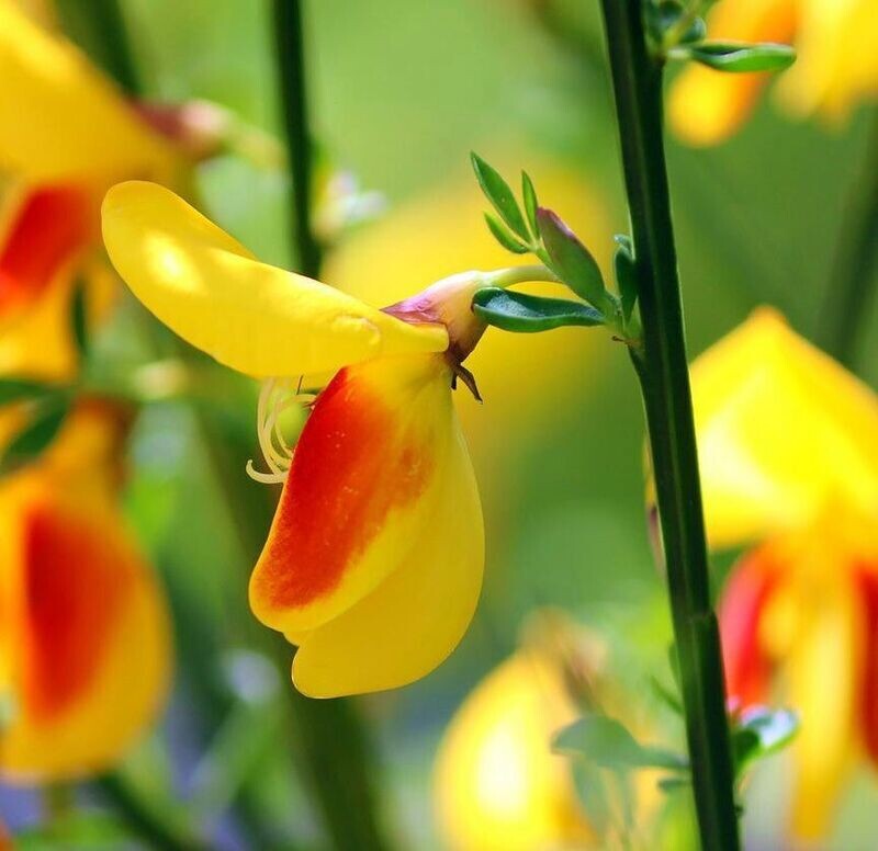 Planta de Cytisus Scoparius - Retama Negra