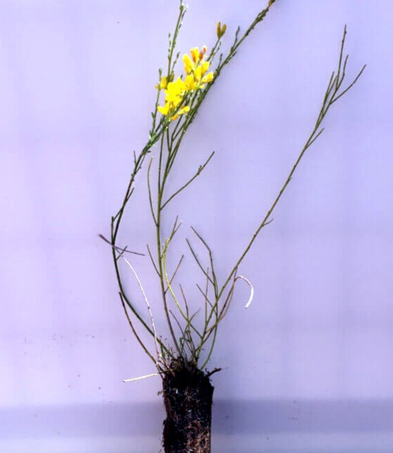 Planta de Cytisus Scoparius - Retama Negra