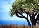 Planta de Drago de Canarias. Dracaena Draco