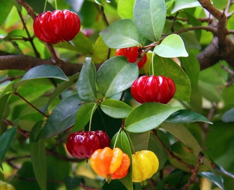 Planta de Pitanga. Eugenia Uniflora. Frutos deliciosos