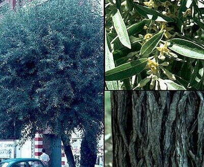 Planta de Elaeagnus Angustifolia - Árbol del Paraiso