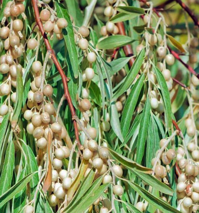 Planta de Elaeagnus Angustifolia - Árbol del Paraiso