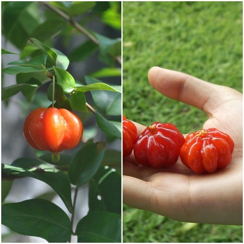 Planta de Pitanga. Eugenia Uniflora. Frutos deliciosos