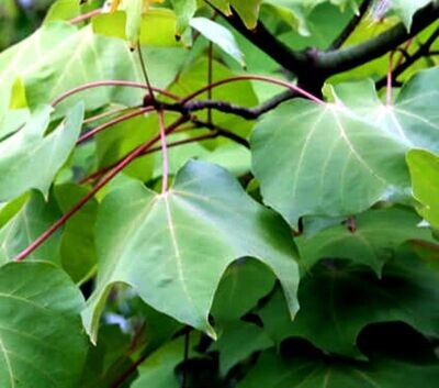 Planta Parasol de China. Firmiana Simplex. Arbol de sombra
