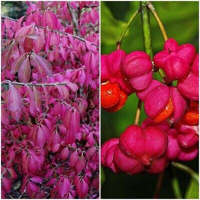 Planta para Setos Evonimo Bonetero. Euonymus Europaeus