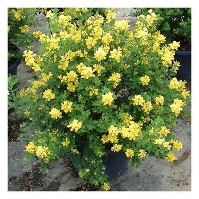 Planta de Genista Scorpius - Aliaga. Para setos espinosos