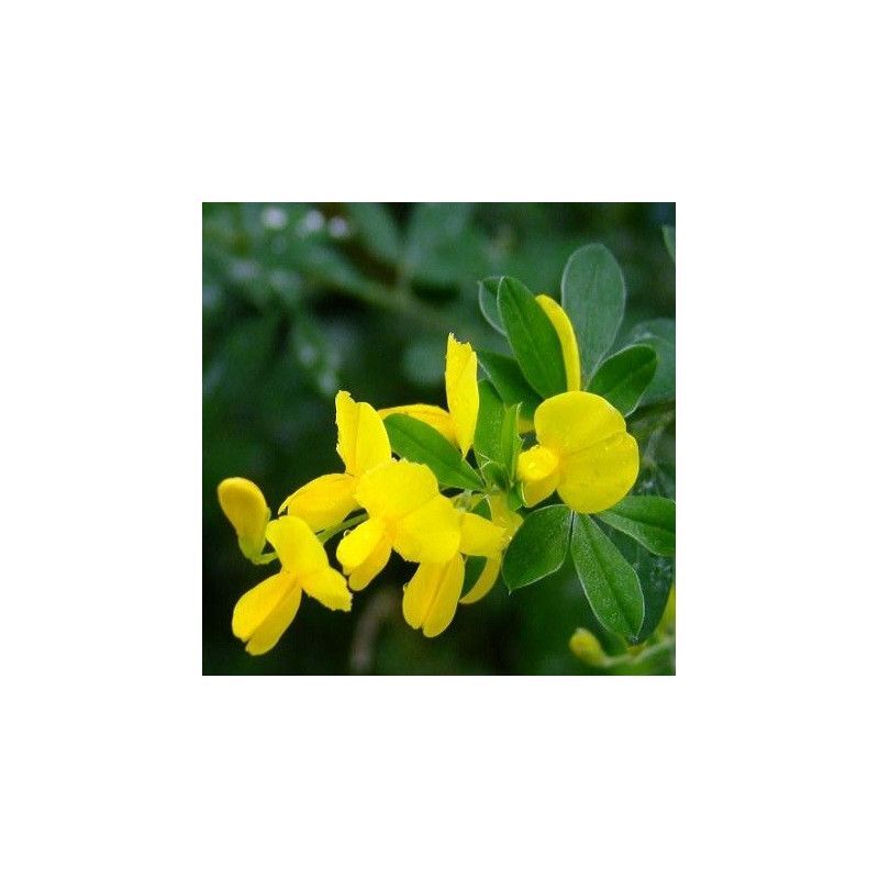 Planta de Genista Scorpius - Aliaga. Para setos espinosos