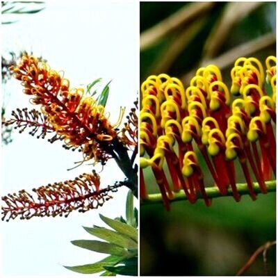 Planta Grevillea Robusta, Roble Australiano, Pino de Oro