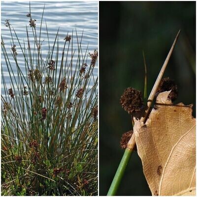 Plantas de Junco Espinoso. Juncus Acutus. Zonas húmedas
