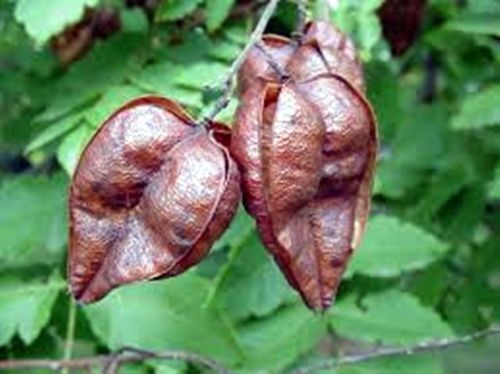 Planta de Koelreuteria Paniculata - Jabonero de China