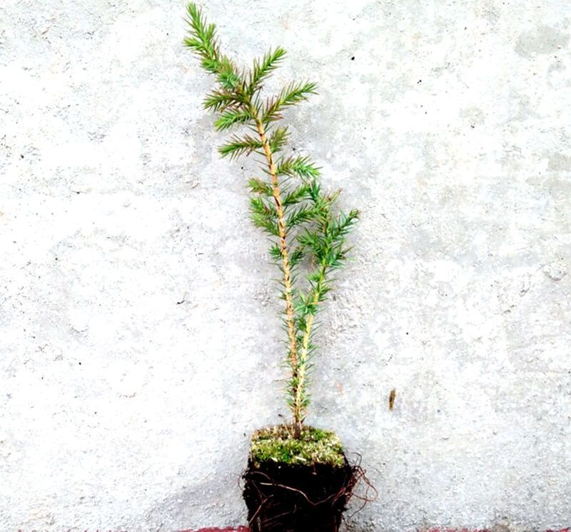 Planta de Juniperus Phoenicea - Sabina Mora