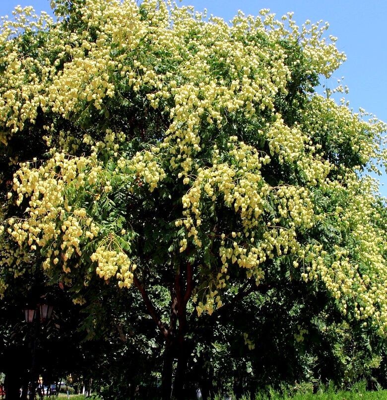 Planta de Koelreuteria Paniculata - Jabonero de China