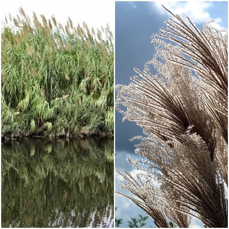 Plantas de Carrizo. Phragmites Australis. Revegetaciones