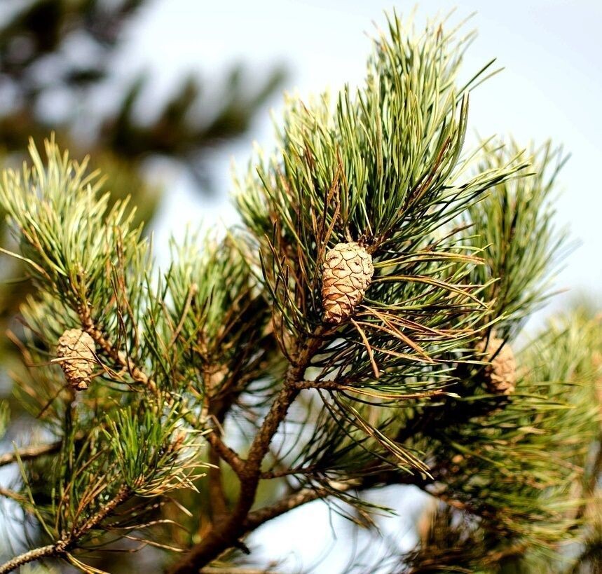 Planta de Pino Laricio. Pinus Nigra. Frena la erosión