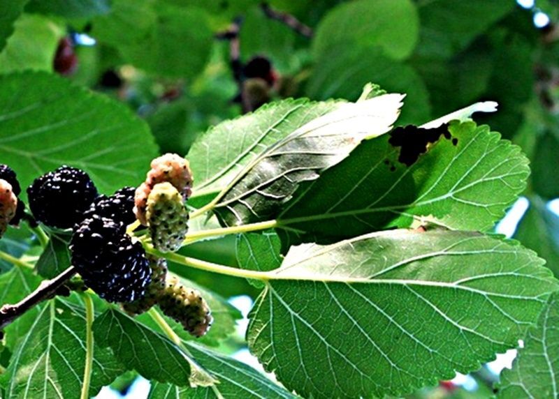 Planta de Moral, Morus Nigra. Morera