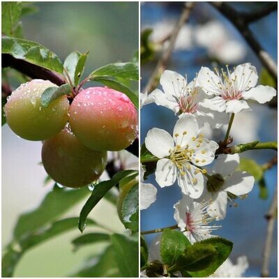 Plantas de Ciruelo Mirobolano. Prunus Cerasifera