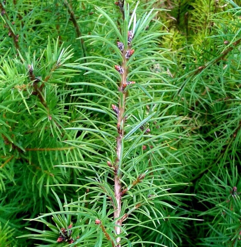 Planta de Pino de Oregón o Pseudotsuga Menziesii
