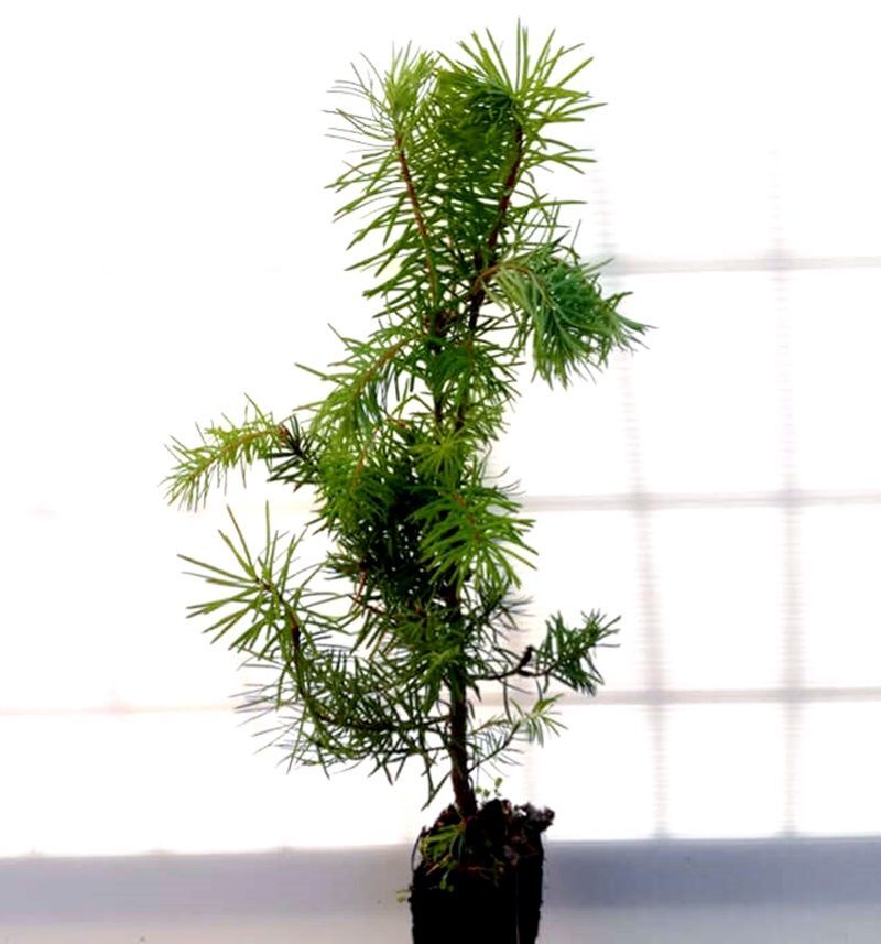 Planta de Pino de Oregón o Pseudotsuga Menziesii