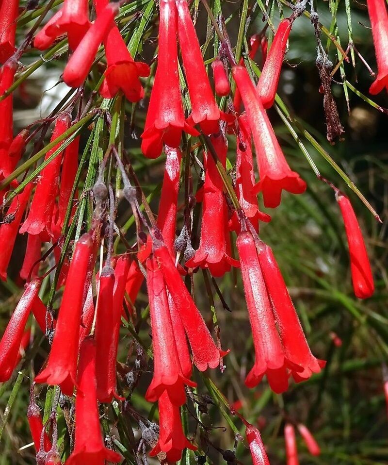 Planta de Ruselia, Lagrimas de Amor - Russelia Equisetiformis