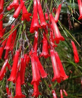 Planta de Ruselia, Lagrimas de Amor - Russelia Equisetiformis