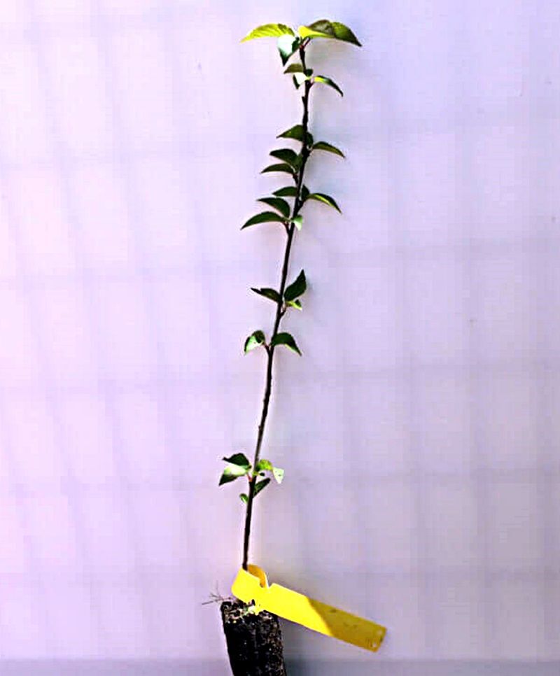 Plantas de Ciruelo Mirobolano. Prunus Cerasifera